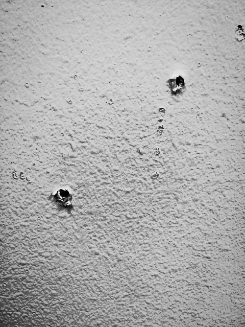 aviary-photo_131207798669170641