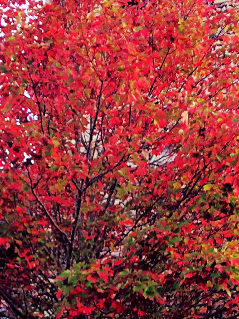 aviary-photo_131210524978096765