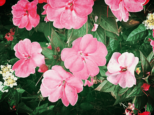 aviary-photo_131215319519370034