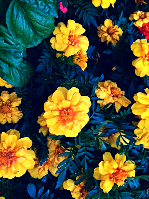 Floral Friday 11/11/2016