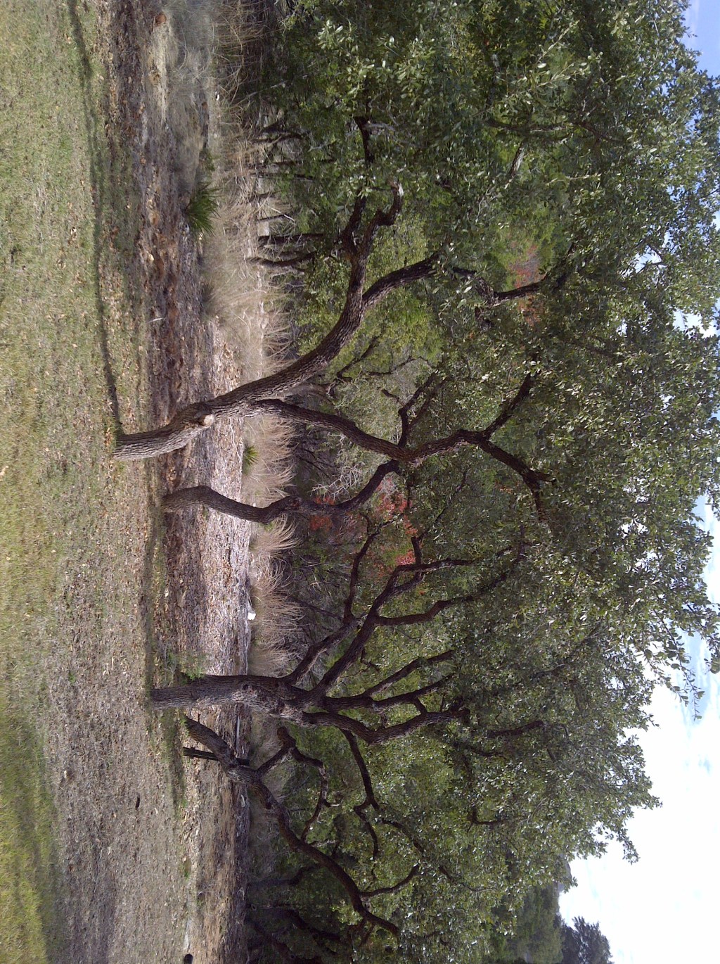 Susan Marie Shuman/ The Abject Muse