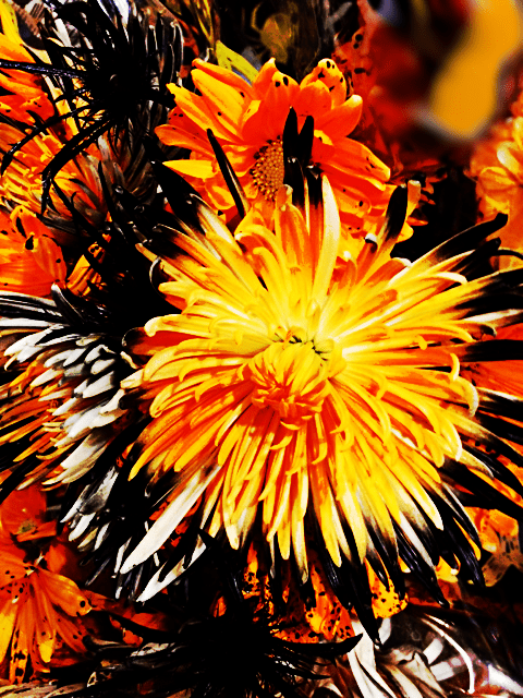 Flower of the Day&nbsp;11/1/2016