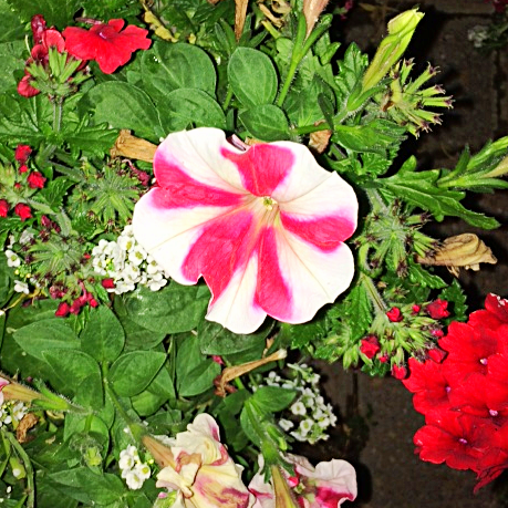 Flower of the Day&nbsp;11/2/2016