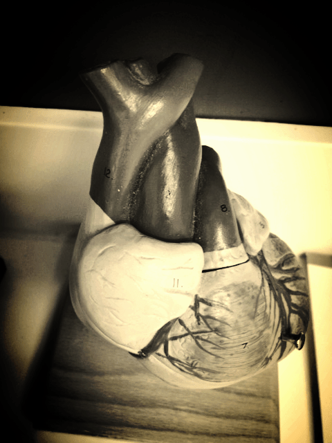 aviary-photo_131226667251023310