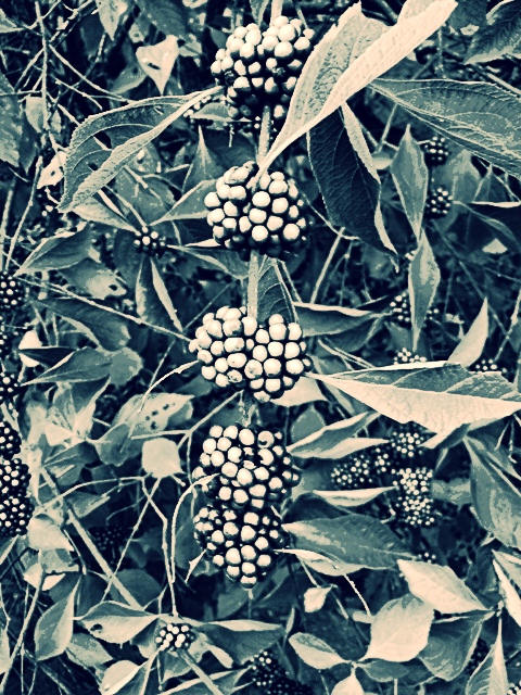 The Abject Muse/SusanWritesPrecise