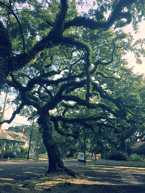 The Abject Muse?SusanWritesPrecise