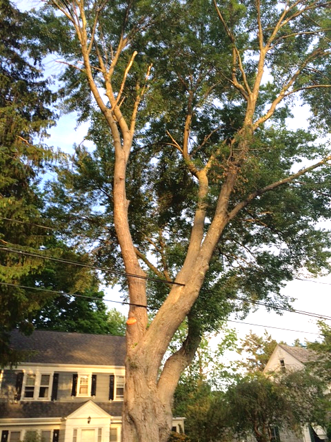 TheAbjectMuse/SusanWritesPrecise