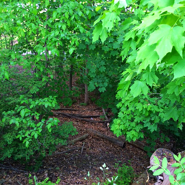 Sunday Trees |&nbsp;264