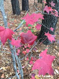 TheAbjectMuse/SusanWritesPrecise