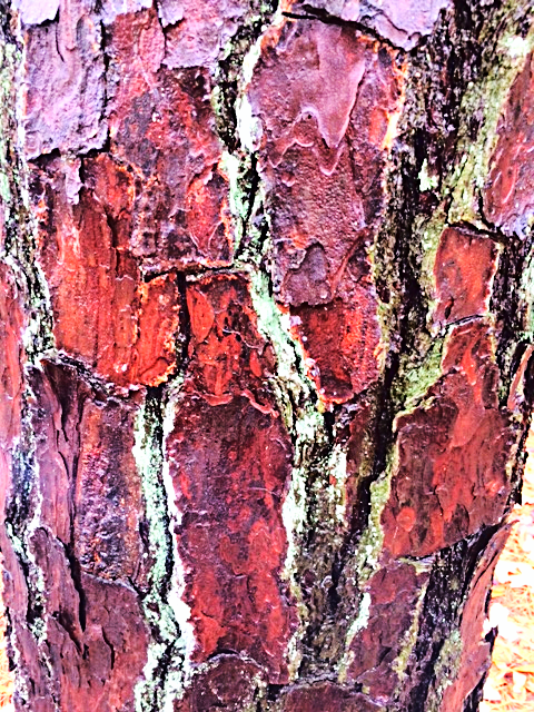 aviary-photo_131254537003732720