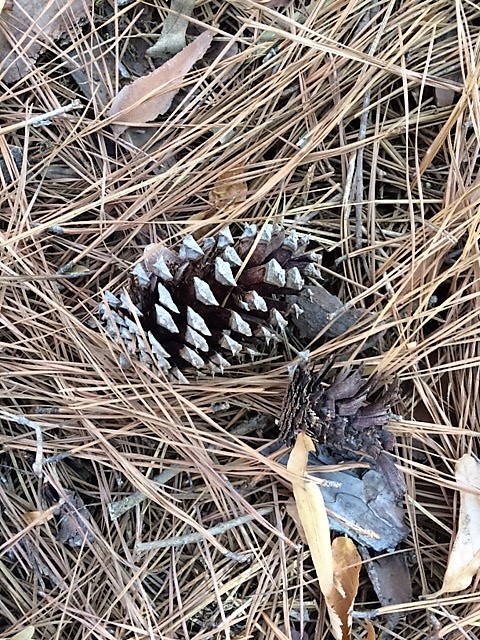 SusanWritesPrecise/TheAnjectMuse