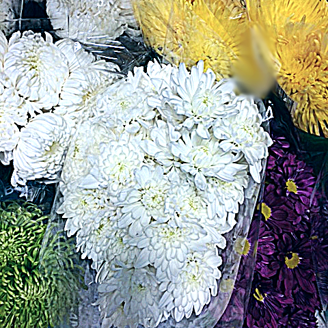 The Abject Muse/ Susan Writes Precise