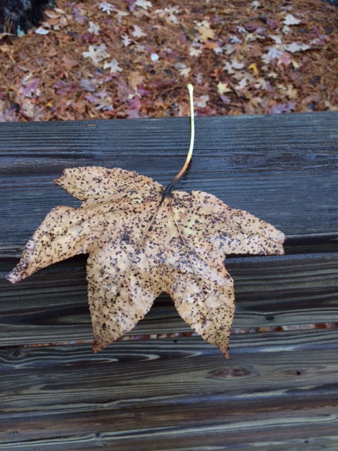 TheAbjectMuse/SusanWritesPrecise