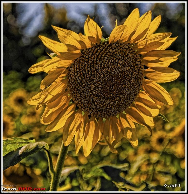 Broken Sunflower