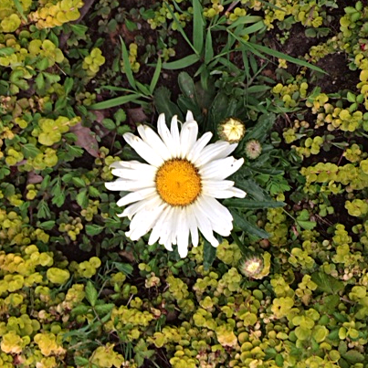 A Cinquain: One&nbsp;Night