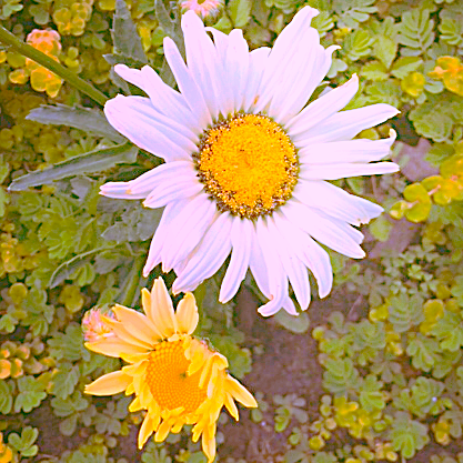 Susan Marie Shuman/ Stephen Lewis Fuchs