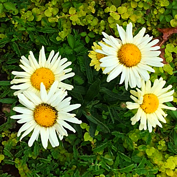 Susan Marie Shuman/ SusanWritesPrecise