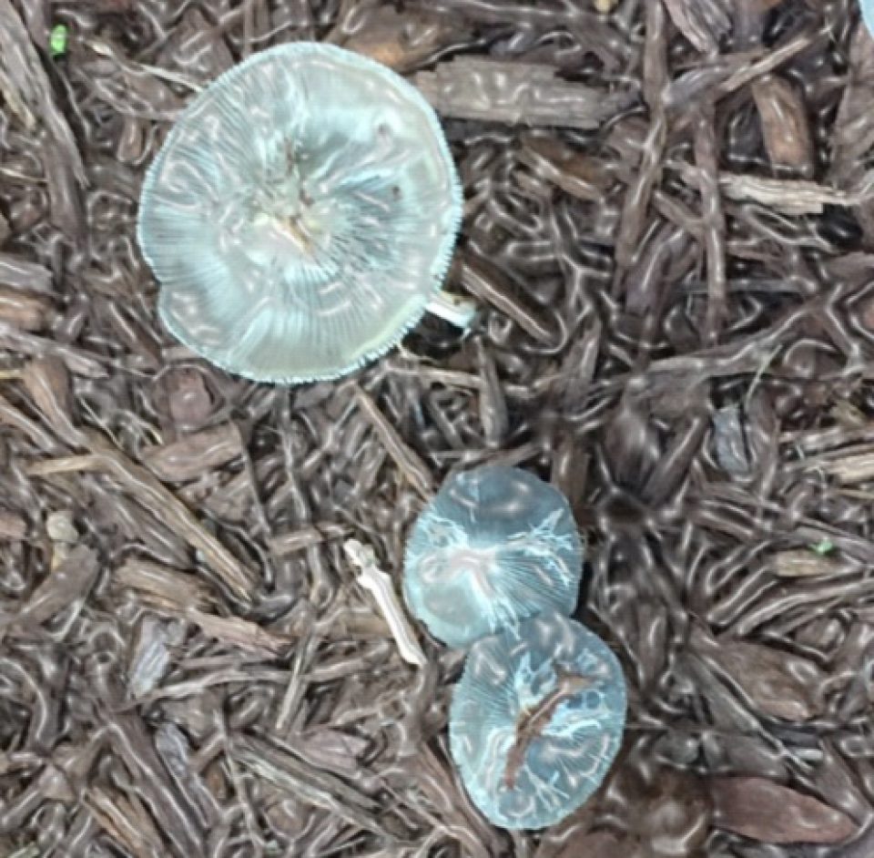 Flower of the&nbsp;Day