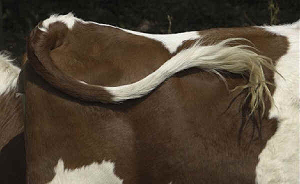 SusanWritesPrecise/ Susan Marie Shuman