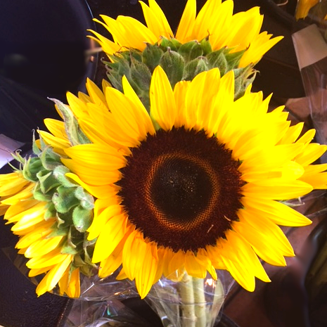 SusanWritesPrecise, Susan Marie Shuman