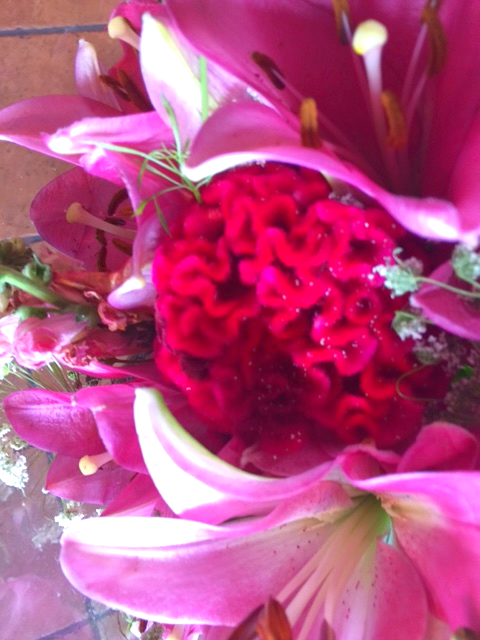 Flower of the Day | August&nbsp;3