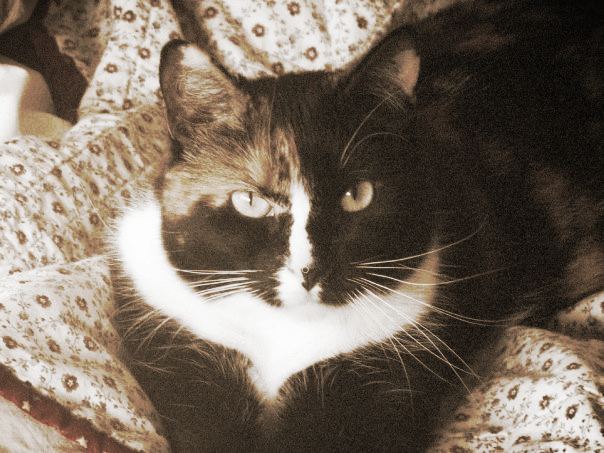 Susan Marie Shuman/ SusanWritesPrecise