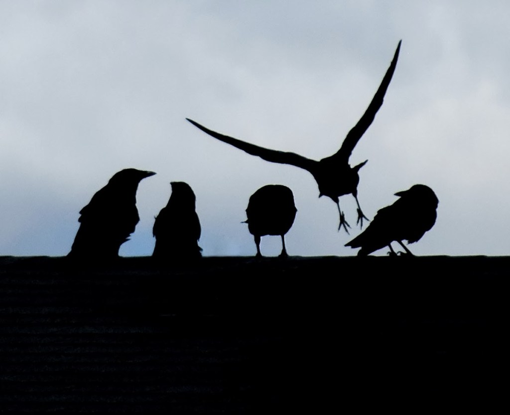 SusanWritesPrecise/ Susan Marie Shuman