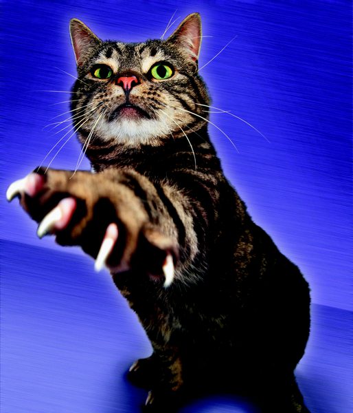 SusanWritesPrecise/Susan Marie Shuman