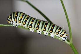 Susan Marie Shuman/ SusanWritesPreicse