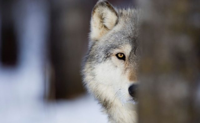 SusanWritesPrecise/ Susan Marie Shuman