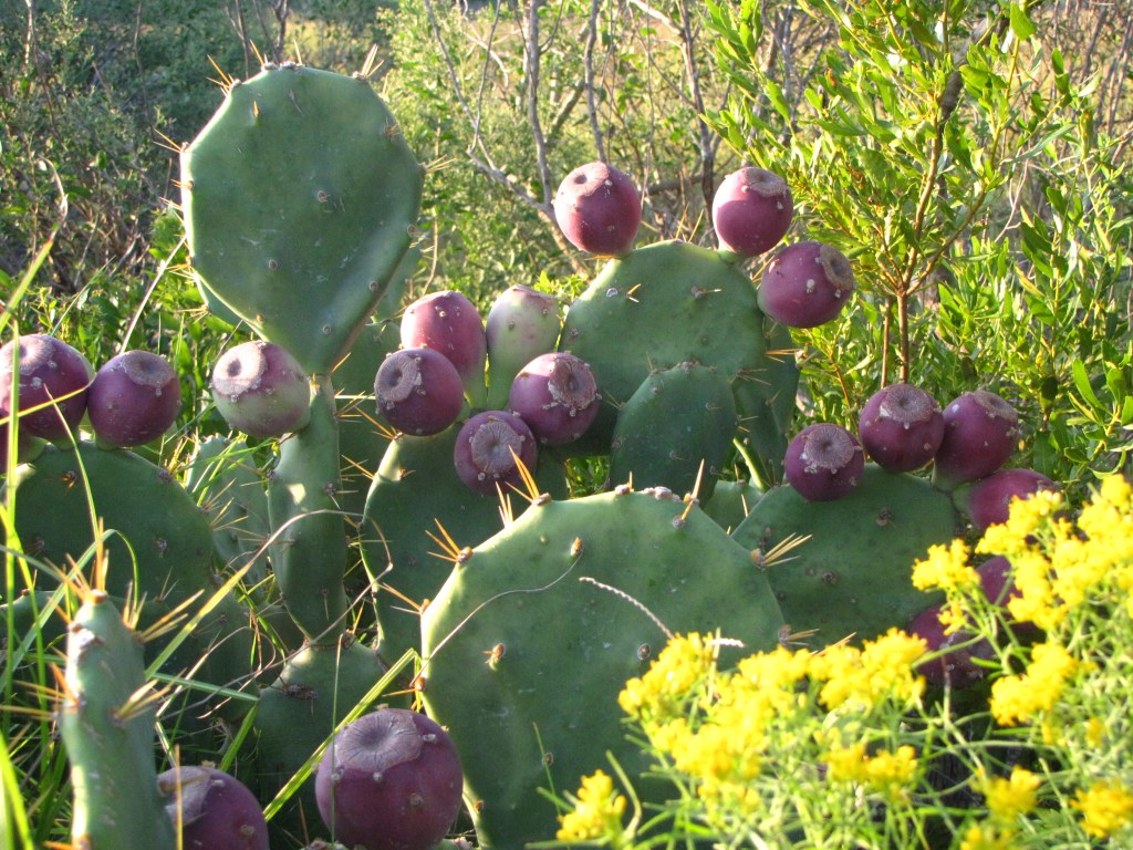 The Prickly Pear