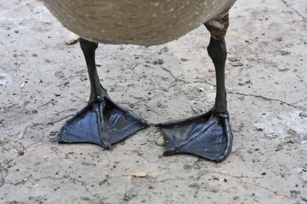 Fibbing Friday | 2/26/2021