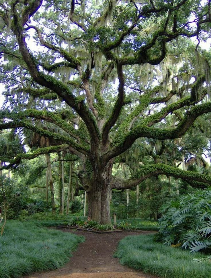 A large, sprawling oak tree with thick branches covered in green moss, surrounded by lush greenery in a natural setting.
